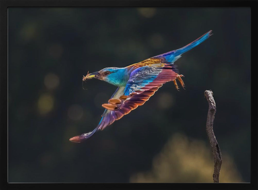 Busy for Feeding Poster